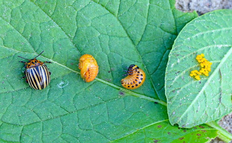 Life Stages of the Colorado Potato Beetle: Egg, Larva, Pupa, and Adult Life Stages of the Colorado Potato Beetle: Egg, Larva, Pupa, and Adult