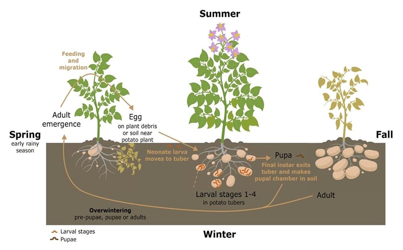 Potato Weevil Life Cycle Potato Weevil Life Cycle