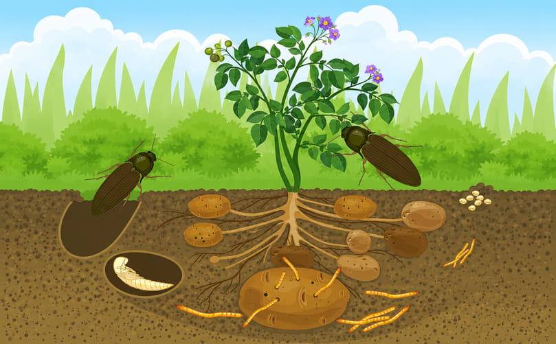 Potato Wireworm Life Cycle: From Egg to Larva, Pupa, and Adult Beetle Potato Wireworm Life Cycle: From Egg to Larva, Pupa, and Adult Beetle