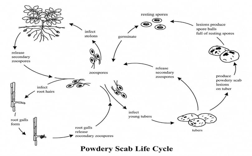 Powdery Scab Life Cycle in Potato (Spongospora subterranea f. sp. subterranea)