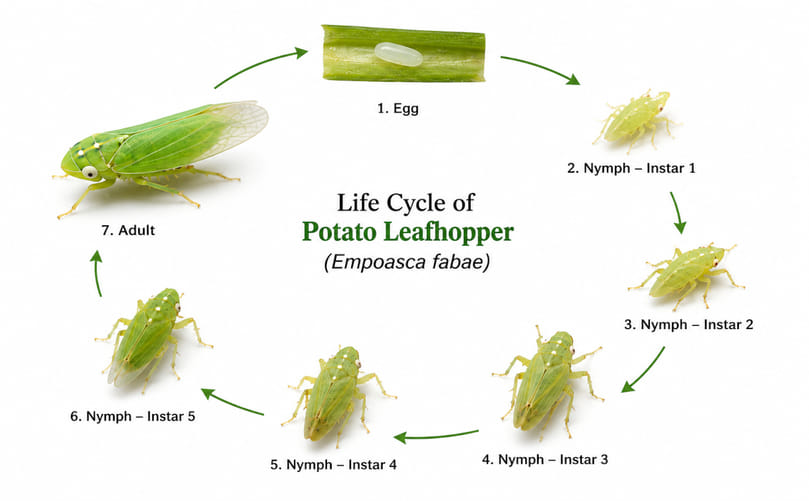 Life Cycle of the Potato Leafhopper (Empoasca fabae) Life Cycle of the Potato Leafhopper (Empoasca fabae)