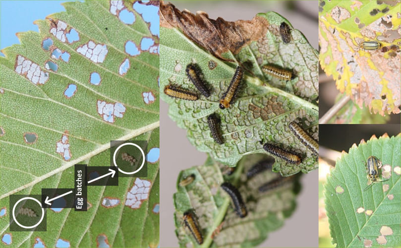 Lifecycle of the elm leaf beetle