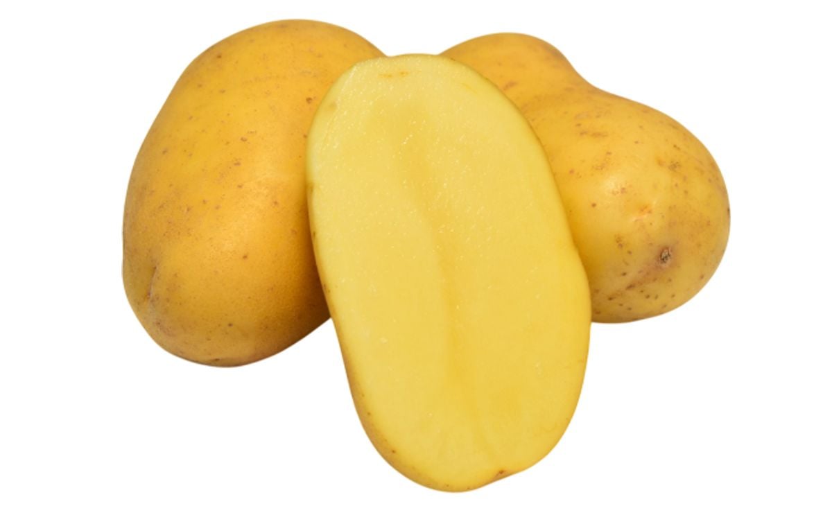 LILIA LILIA