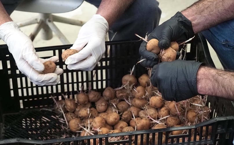 Sentados en ronda, con la caja de papas en medio, moviendo los dedos rápidamente. Sentados en ronda, con la caja de papas en medio, moviendo los dedos rápidamente.