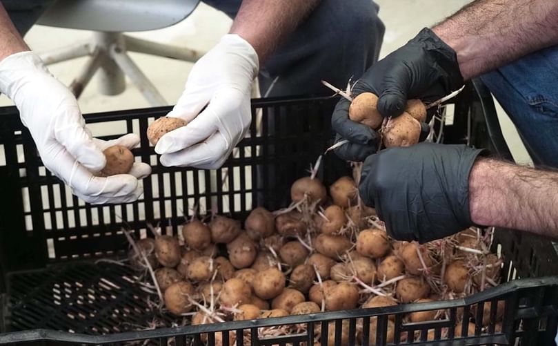 Sentados en ronda, con la caja de papas en medio, moviendo los dedos rápidamente.