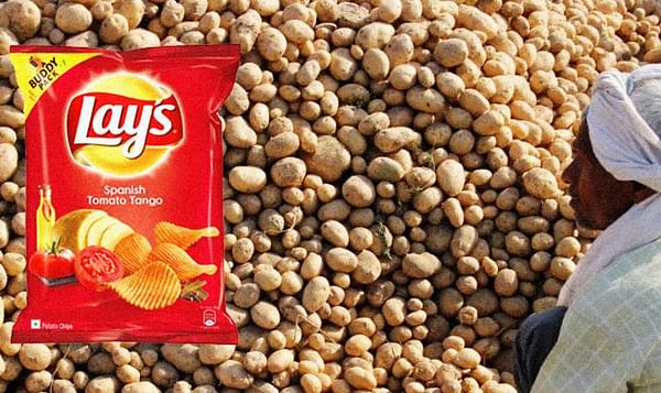 The FC5 potato variety is grown exclusively for PepsiCo's popular Lay's potato chips.
