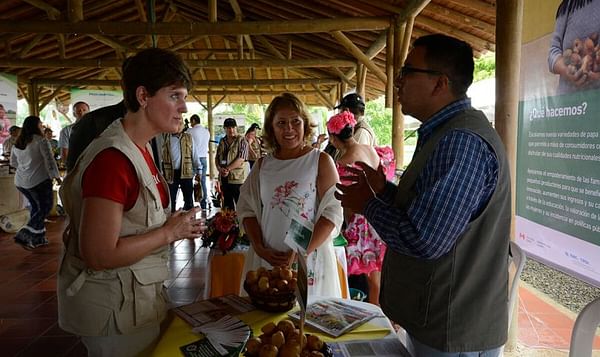 Colombia: Llevan al departamento del Meta papas criollas más nutritivas y rentables