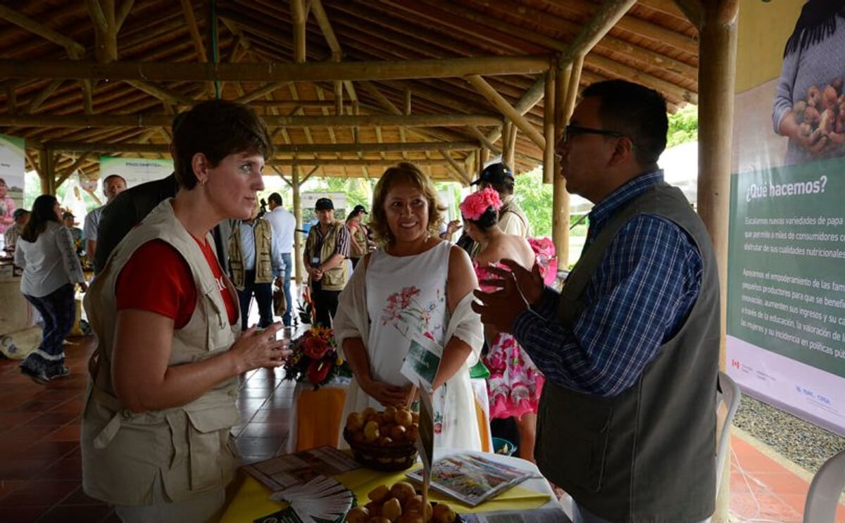 Colombia: Llevan al departamento del Meta papas criollas más nutritivas y rentables Colombia: Llevan al departamento del Meta papas criollas más nutritivas y rentables