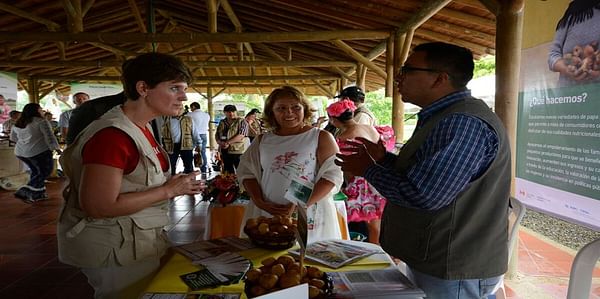 Colombia: Llevan al departamento del Meta papas criollas más nutritivas y rentables
