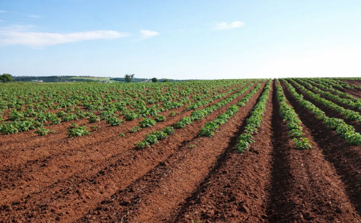 Lo que un productor de papa debe saber sobre la teledetección