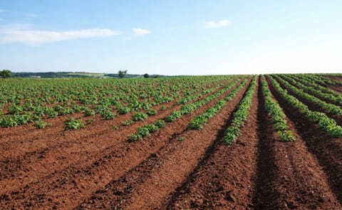 Lo que un productor de papa debe saber sobre la teledetección Lo que un productor de papa debe saber sobre la teledetección