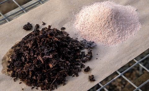 Lobster shells and soil Lobster shells and soil