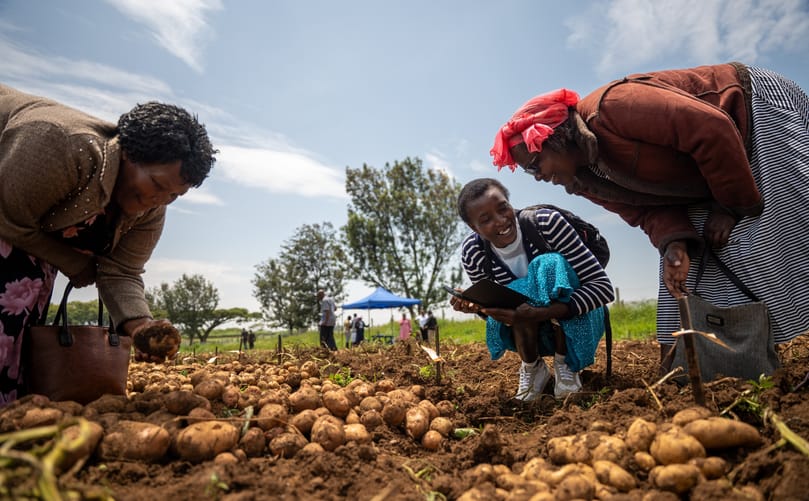 Local farmers from Njoro, Kenya, join in CIP’s breeding trials to ensure new potato varieties reflect their preferred traits and growing conditions. (Courtesy: Crop Trust)