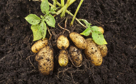 Local seed potato research promising in Zimbabwe. Local seed potato research promising in Zimbabwe.