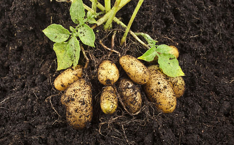 Local seed potato research promising in Zimbabwe. Local seed potato research promising in Zimbabwe.