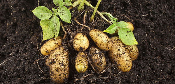 Local seed potato research promising in Zimbabwe.