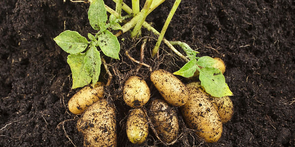 Local seed potato research promising in Zimbabwe.