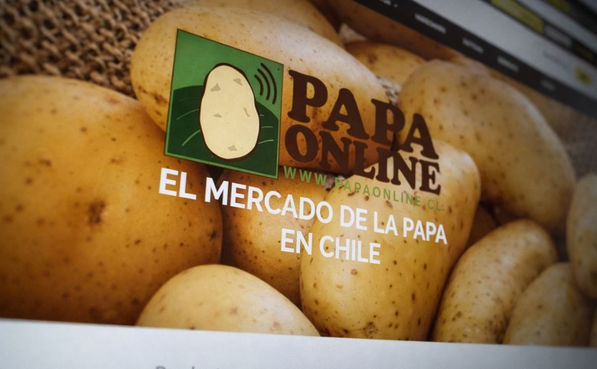 Los productores chilenos ahora pueden comprar y vender papa por internet Los productores chilenos ahora pueden comprar y vender papa por internet