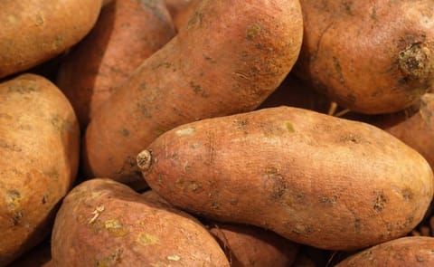 Sweet potato starch plant planned in Kenya (Courtesy: T. Rodgers from Vegan Liftz via Wikimedia Commons) Sweet potato starch plant planned in Kenya (Courtesy: T. Rodgers from Vegan Liftz via Wikimedia Commons)