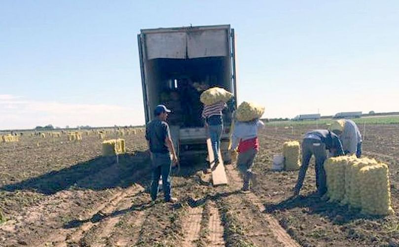 Una unidad es cargada con la producción de papa de un lote.