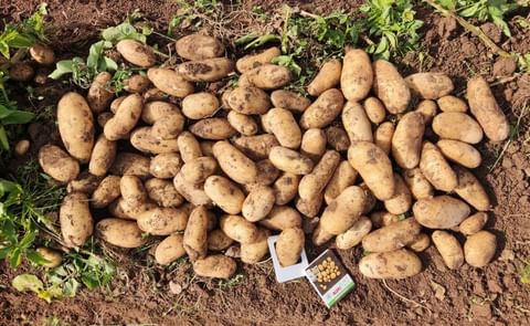 Lotus, la nueva variedad de Agroplant, es similar a Spunta pero más productiva. Lotus, la nueva variedad de Agroplant, es similar a Spunta pero más productiva.