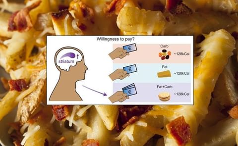 This visual abstract shows that foods containing fat and carbohydrate are more reinforcing than equicaloric foods containing primarily fat or carbohydrate. This effect is independent of liking and is reflected by supra-additive responses in the striatum d This visual abstract shows that foods containing fat and carbohydrate are more reinforcing than equicaloric foods containing primarily fat or carbohydrate. This effect is independent of liking and is reflected by supra-additive responses in the striatum d