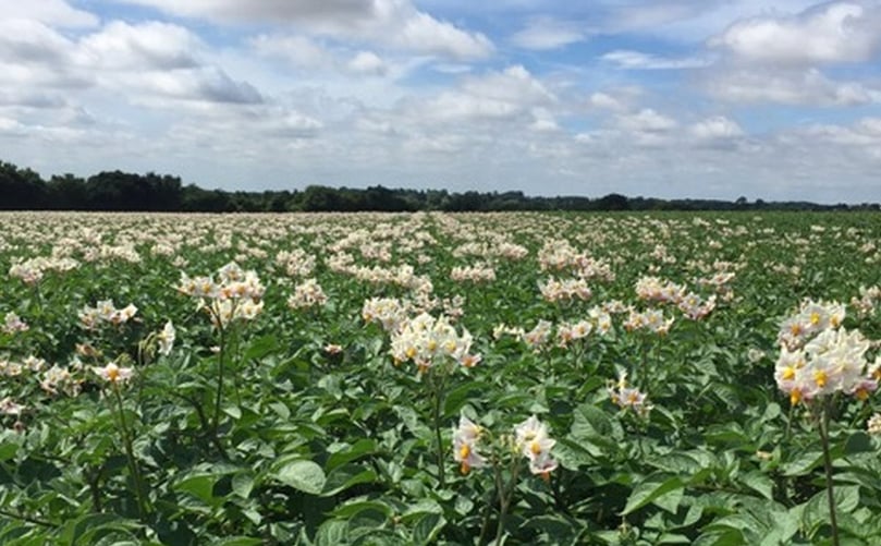 Fairfields Farm will be supplying HelloFresh in the UK with fresh potatoes from its family farm in Colchester, Essex Fairfields Farm will be supplying HelloFresh in the UK with fresh potatoes from its family farm in Colchester, Essex