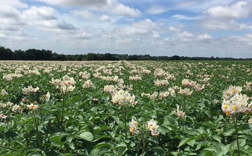 Fairfields Farm will be supplying HelloFresh in the UK with fresh potatoes from its family farm in Colchester, Essex