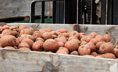 Fairfields Farm Set to Supply Leading Meal Kit Player, HelloFresh Fairfields Farm Set to Supply Leading Meal Kit Player, HelloFresh