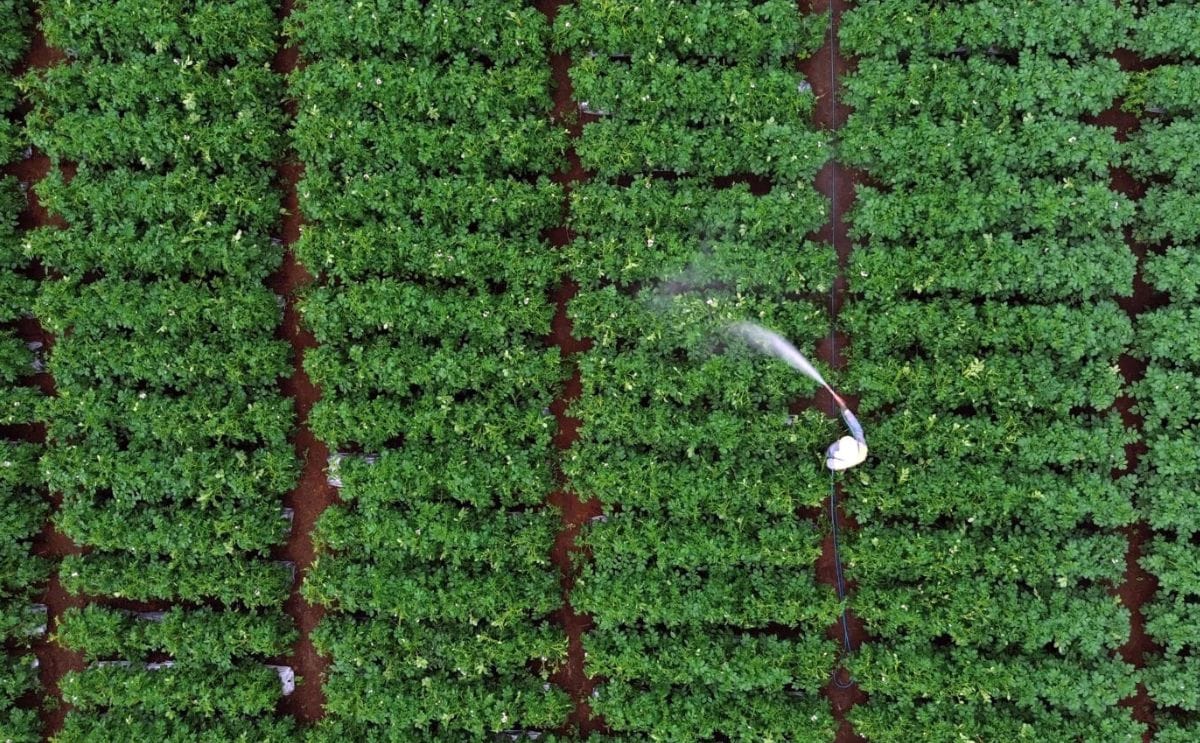 La papa de bajo carbono gana protagonismo como modelo sostenible y rentable en la agricultura moderna