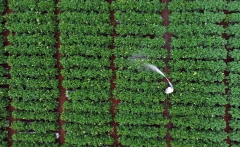 La papa de bajo carbono gana protagonismo como modelo sostenible y rentable en la agricultura moderna La papa de bajo carbono gana protagonismo como modelo sostenible y rentable en la agricultura moderna