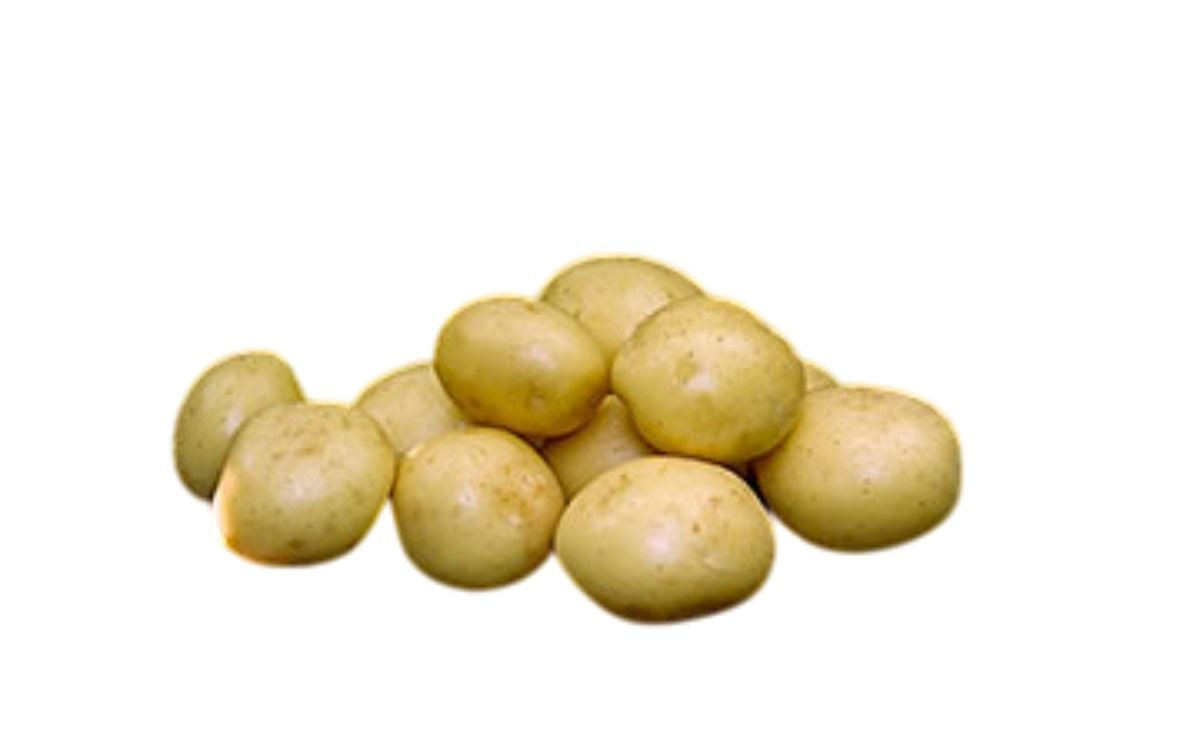 LUCERA LUCERA