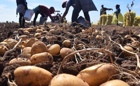 México: Por bajo precio, 22 mil toneladas de papa se mantienen en bodegas México: Por bajo precio, 22 mil toneladas de papa se mantienen en bodegas