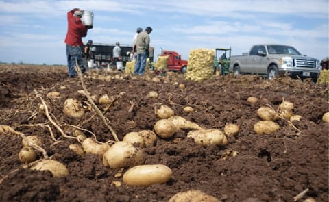 México: Se desploma por calor rendimiento de la papa México: Se desploma por calor rendimiento de la papa