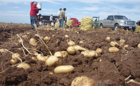 México: Se desploma por calor rendimiento de la papa México: Se desploma por calor rendimiento de la papa