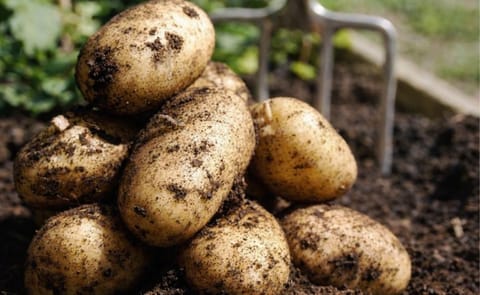 México veta la papa de Estados Unidos México veta la papa de Estados Unidos