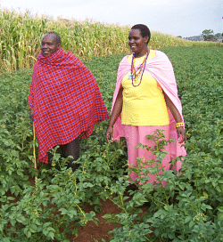 Christine Nashuru and her husband in their seed potato field  