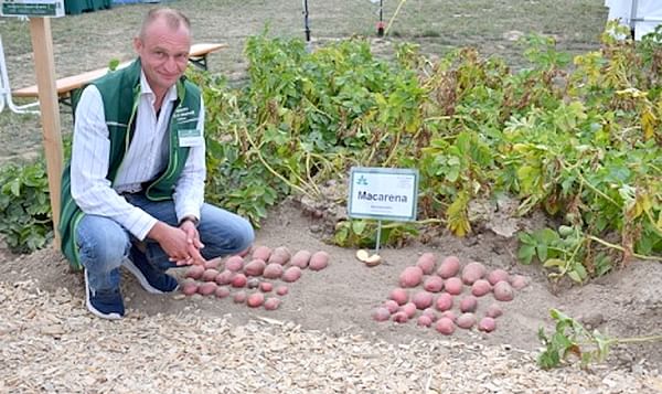 La variedad de patata Macarena ofrece oportunidades de cultivo en el norte de África.