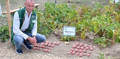 La variedad de patata Macarena ofrece oportunidades de cultivo en el norte de África.