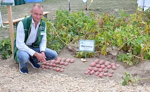 Dennis Behrendt durante la demostración de la variedad Macarena en la feria Potato Europe 2018. La variedad de contenido medio de almidón generalmente se puede cosechar desde principios de septiembre en Alemania. Dennis Behrendt durante la demostración de la variedad Macarena en la feria Potato Europe 2018. La variedad de contenido medio de almidón generalmente se puede cosechar desde principios de septiembre en Alemania.