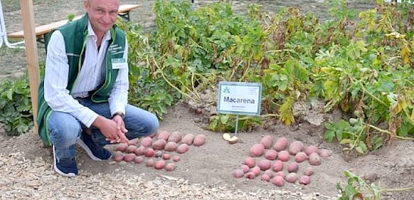 La variedad de patata Macarena ofrece oportunidades de cultivo en el norte de África.