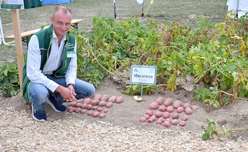 Dennis Behrendt durante la demostración de la variedad Macarena en la feria Potato Europe 2018. La variedad de contenido medio de almidón generalmente se puede cosechar desde principios de septiembre en Alemania.