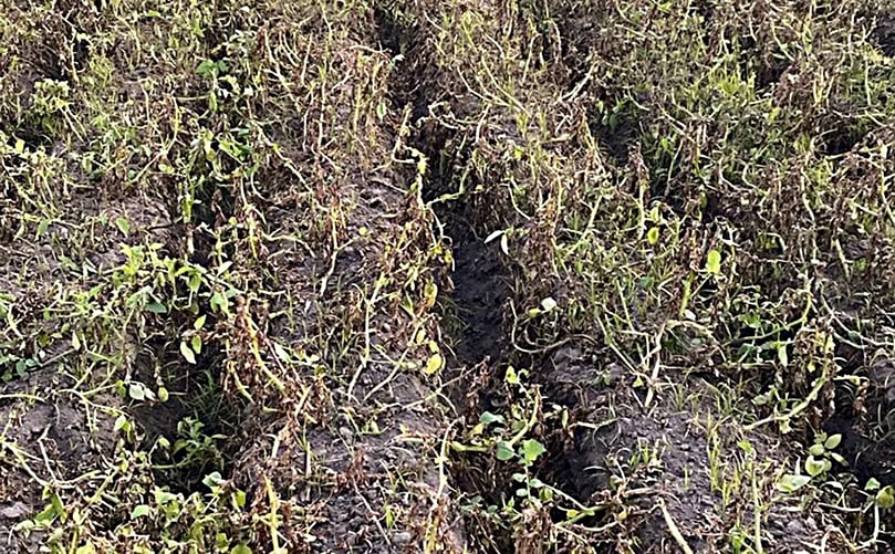 Rotten potato crop after late blight attack in Machhiwara of Ludhiana. (Courtesy: Express Photo) Rotten potato crop after late blight attack in Machhiwara of Ludhiana. (Courtesy: Express Photo)