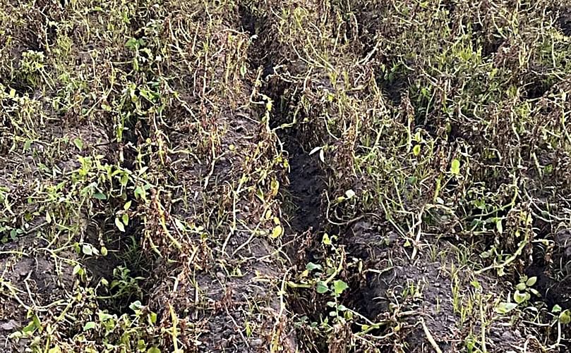 Rotten potato crop after late blight attack in Machhiwara of Ludhiana. (Courtesy: Express Photo)