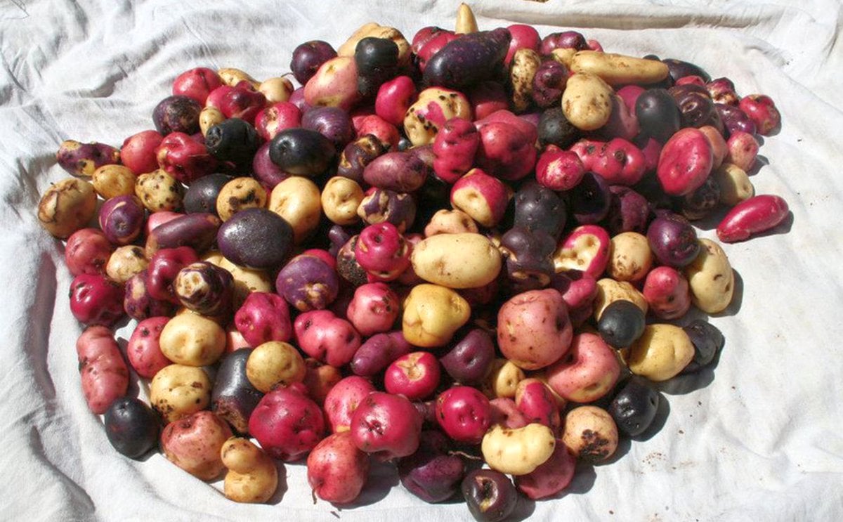 Variedad de papas nativas del Parque de la Papa en Perú Variedad de papas nativas del Parque de la Papa en Perú