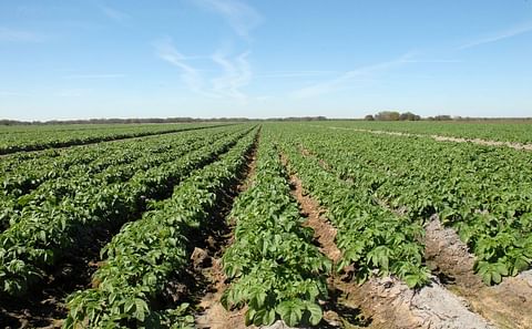 Potato field at Mack Farms in Lake Wales, Florida, undated (Courtesy: Mack Farms)