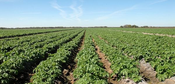 Florida potato harvest begins