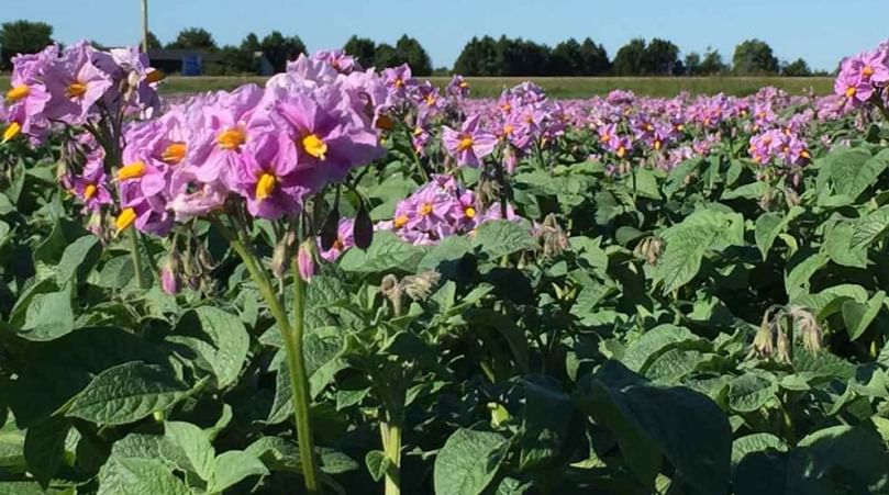 The plants produce a beautiful, bright pink/purple blossom.