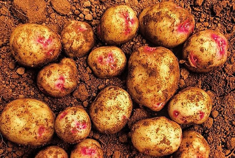 Smilin' Eyes - grown in the characteristically red Prince Edward Island soil of course Smilin' Eyes - grown in the characteristically red Prince Edward Island soil of course