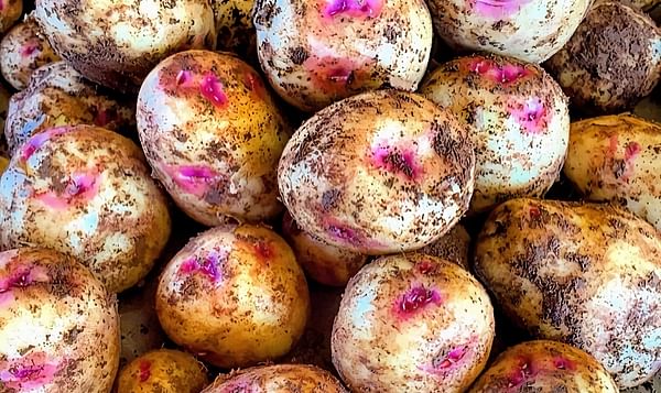 PEI potato farmer bets on Smilin' Eyes specialty variety